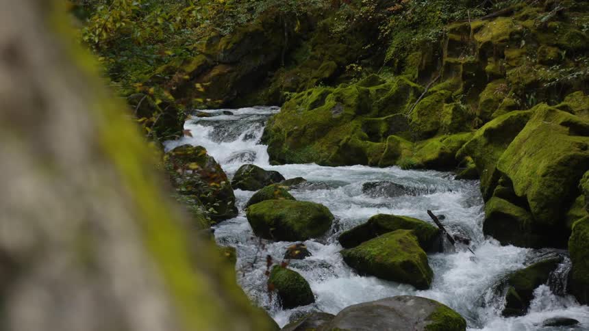 A slow smooth panning shot moves from behind a tree to reveal a beautiful rushing forest creek where clear whitewater cascades over and around a multitude of large boulders covered in vibrant green moss