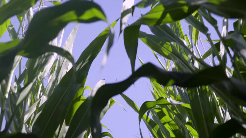 The stalks of a corn field sway from side to side under the sky