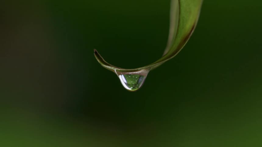 In a beautiful macro slowmotion view a single clear droplet of water gathers at the curved tip of a green leaf swelling until its weight pulls it downward to fall before the process begins to repeat itself