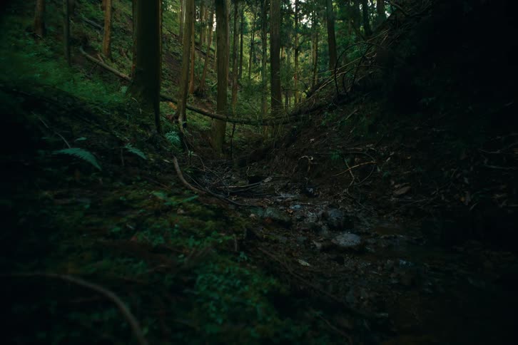A secluded mosslined forest ravine channels a shallow trickling stream beneath towering trunks its dim green light and tangled roots giving the scene acreepy feeling
