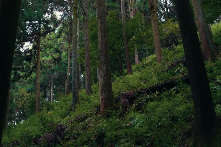 Rainforest filled with dense trees and grasses on sloping terrain at midday