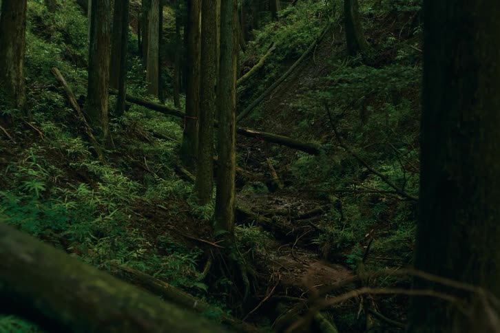 Dense forest with tall trees and scattered fallen logs