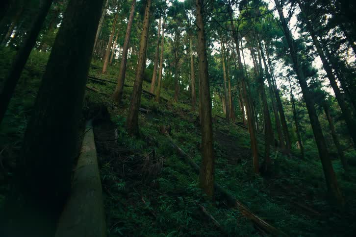 A forest is shown with several tall trees covering it