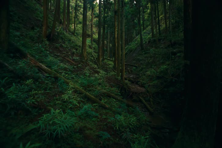 Dense greenish forest