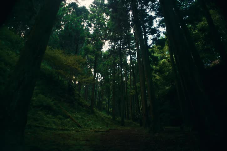 A dense forest has tall trees and filtered light from above