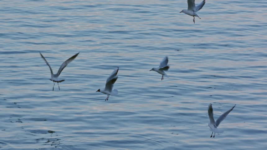 A lot of seagulls flying over the water and almost landing
