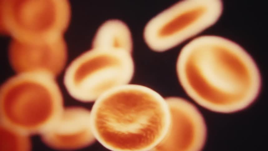This macro video captures several red blood cells floating in a black liquid the cells are lit from behind causing them to glow with an orangeyellow light as they gently drift past the camera