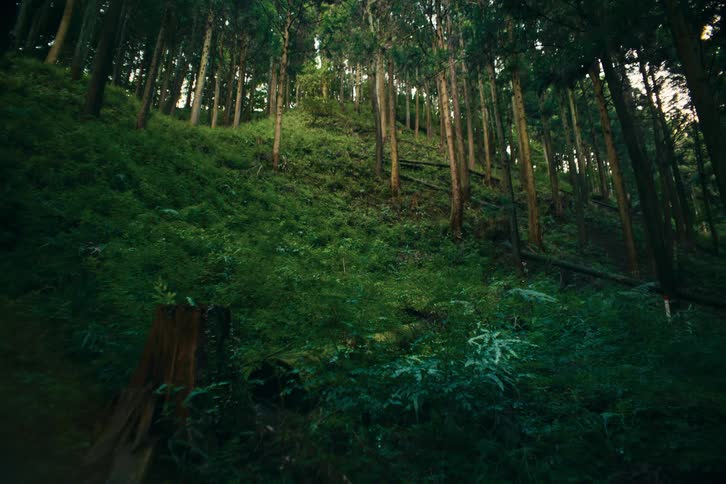 Fallen tree trunk lies in a clearing on a forested slope next to a tree stump