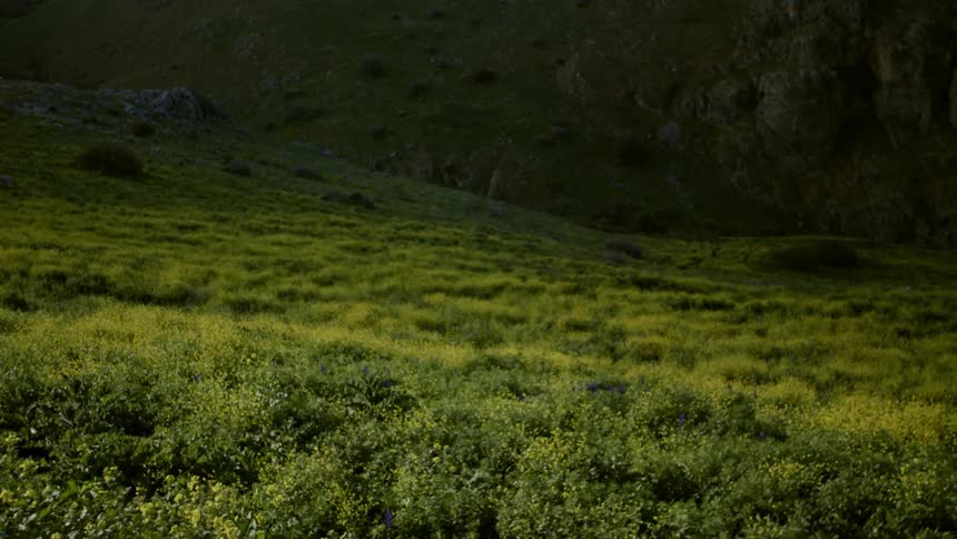 A grassy field is shown