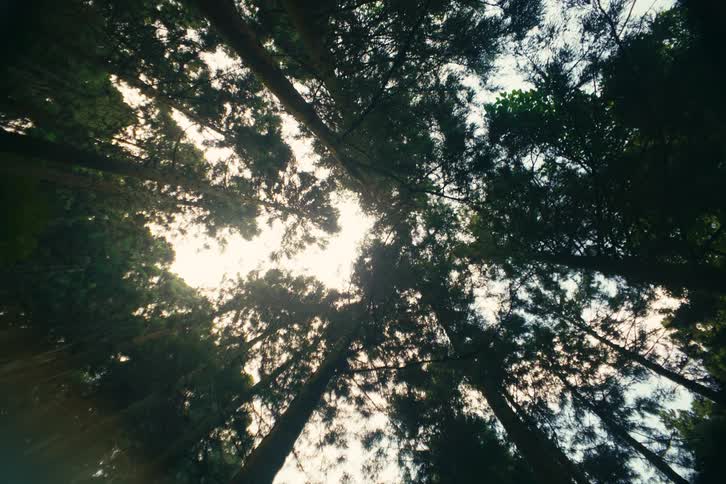 Sunlight shines through the green trees