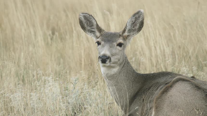 The deer is sitting in the grass