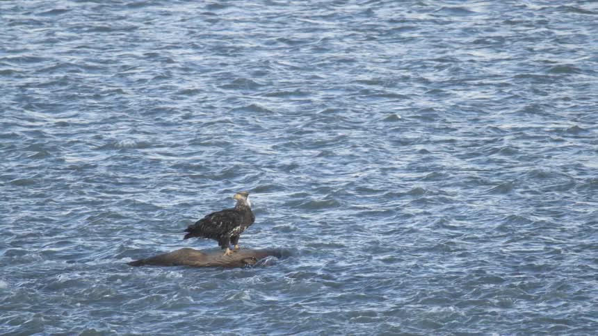 Raptor stands on a small rock surrounded by fast flowing water during the daytime