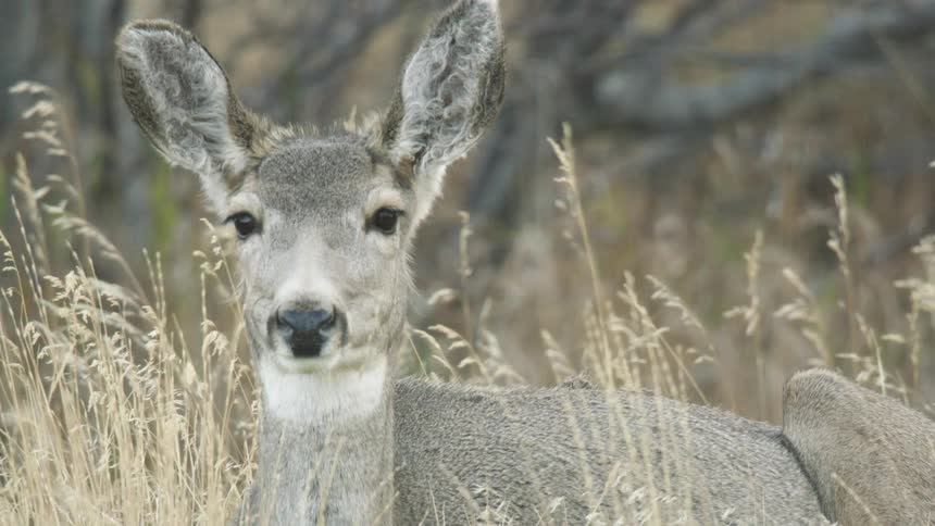 Deer lying among vegetation