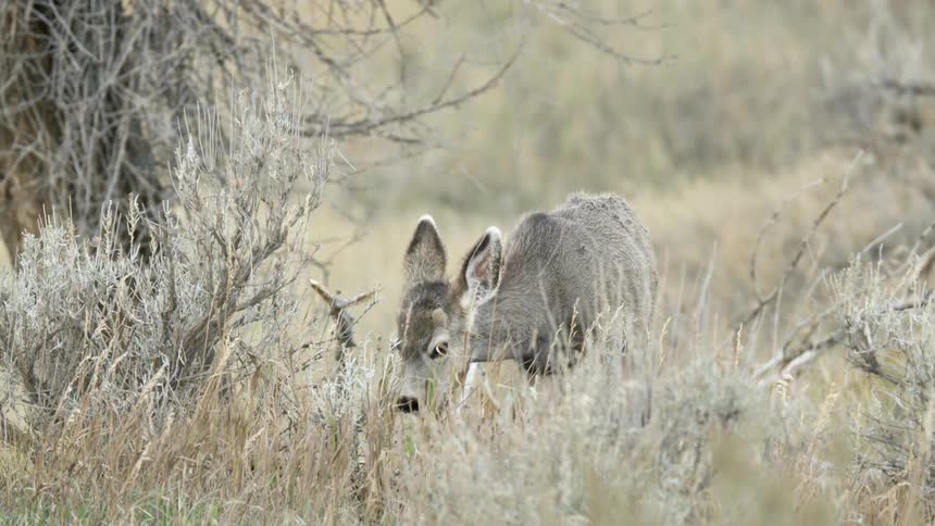 A deer is eating in a field of dry grass