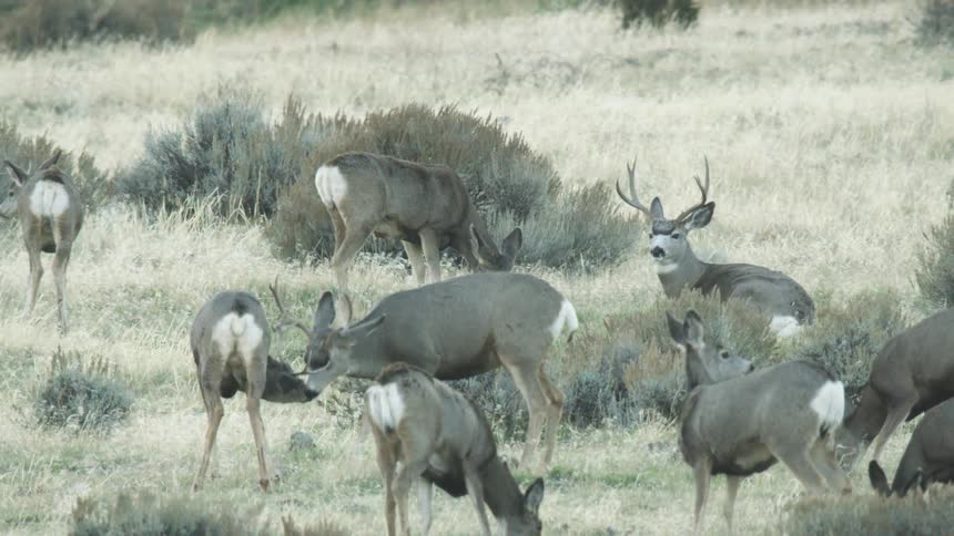 Group of mule deer grazing on grassland at midday in a jungle setting
