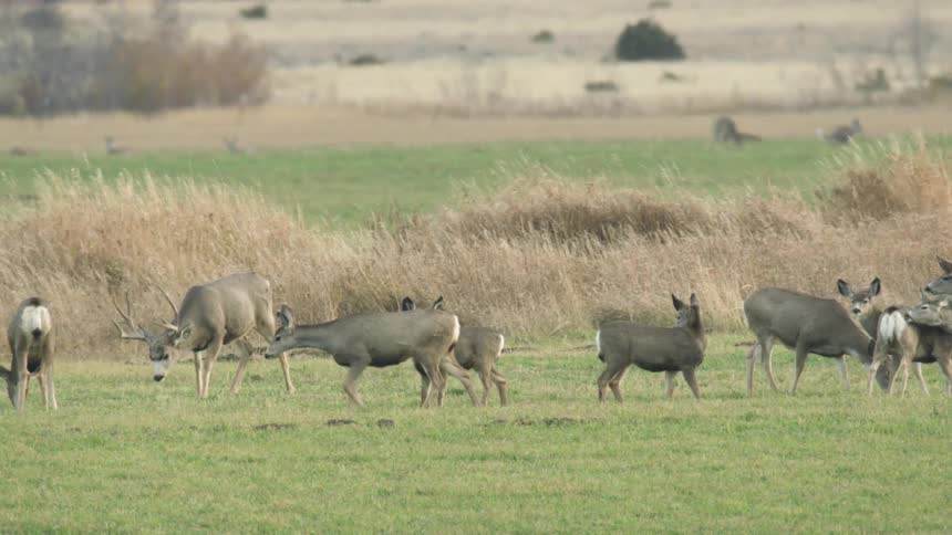 A herd of deer with and without antlers grazing and walking on a field