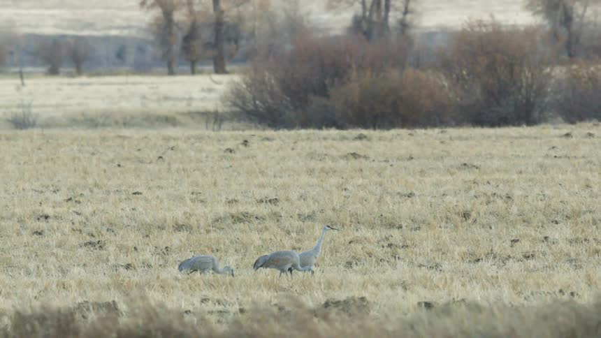 Three sandhill cranes walking and feeding on a grassy field with bushes and trees in the background