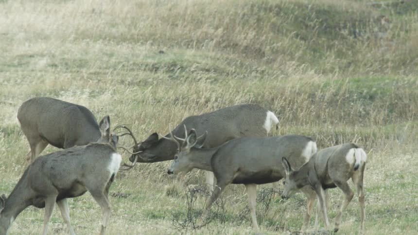 The deer are grazing on the field