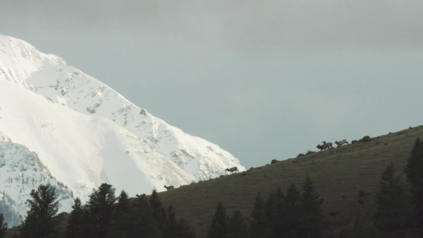 The herd of elk run down a mountain slope