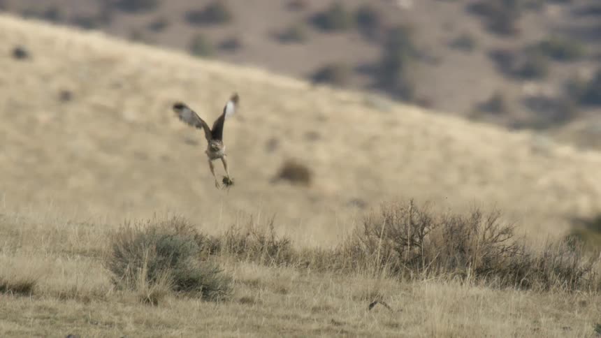 Hawk catching prey and flying away