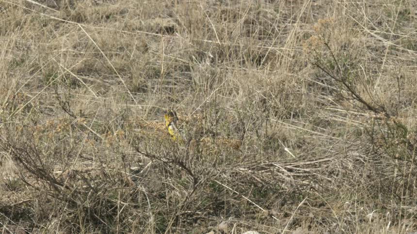 A bird walking in a grassy area covered with dry grasses foraging through the grass at midday
