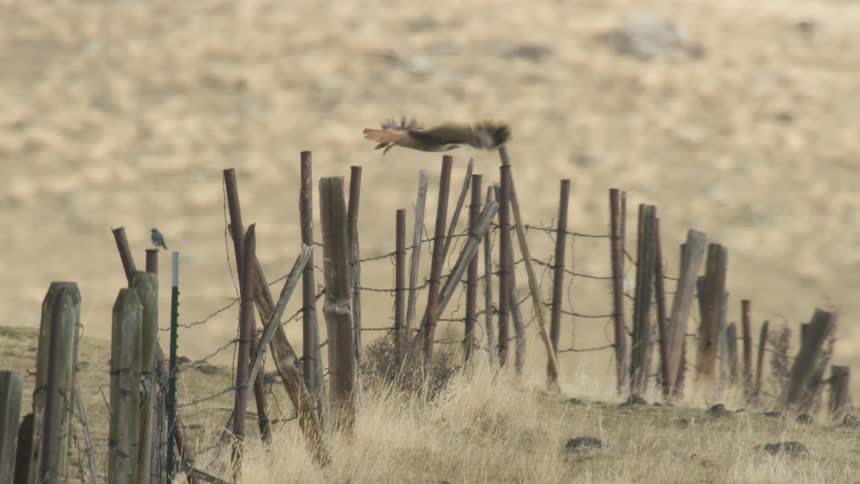 A hawk perched on a weathered fence post in a dry grassy field stretches its wings and then flies away