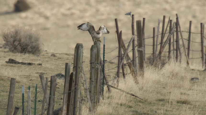 A shot shows a hawk landing on a fence post in a field of grass