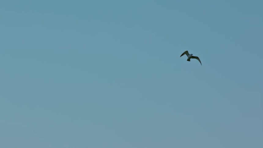 Seagulls flying in the clear blue sky