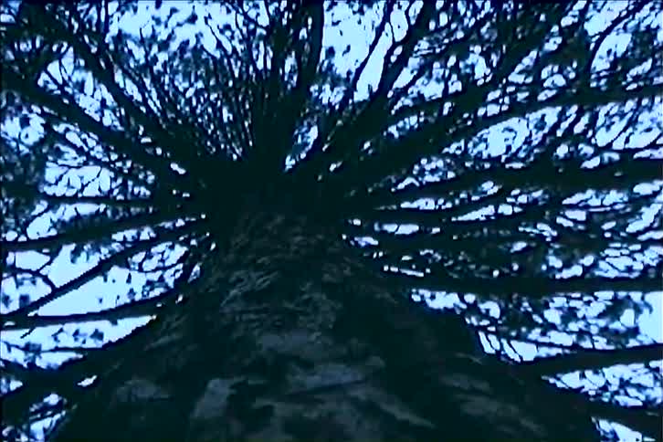 A trees dense dark branches are silhouetted against a bright blue sky