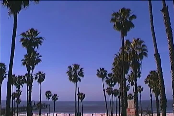 This retrostyle video shows a wide shot of a bustling beach on a sunny day with numerous palm trees lining the sand the camera zooms in to focus on a tall palm tree as a light grainy effect is added
