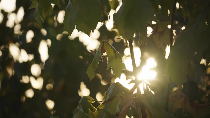 This closeup video shows sunlight filtering through the leaves of a tree creating a soft luminous effect the gentle swaying of the branches adds a sense of tranquility to the scene
