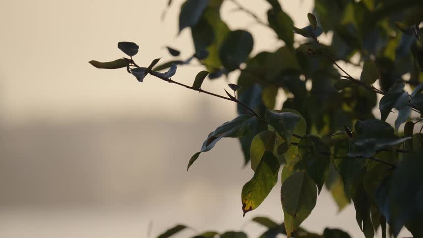 Wind is blowing the leaves on the branch