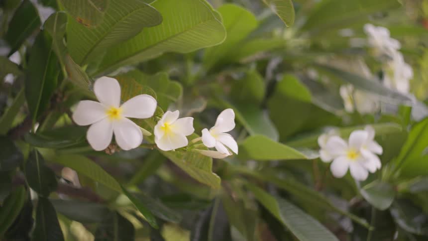 Small white flowers were in the bush