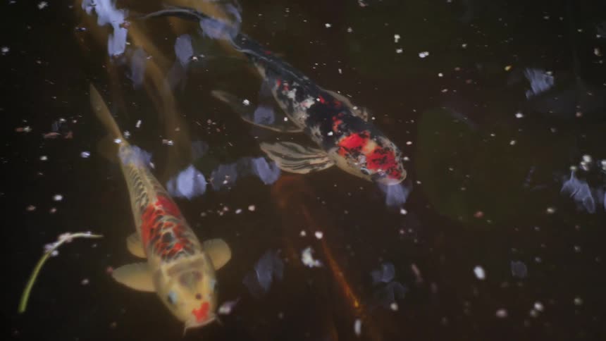 Colorful koi fish swimming in dark water with floating particles