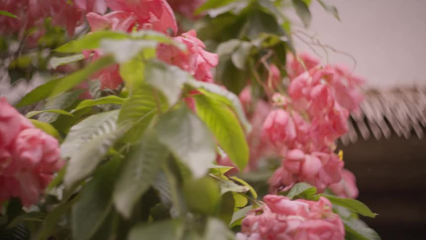 Pink flowers hang by the canopy
