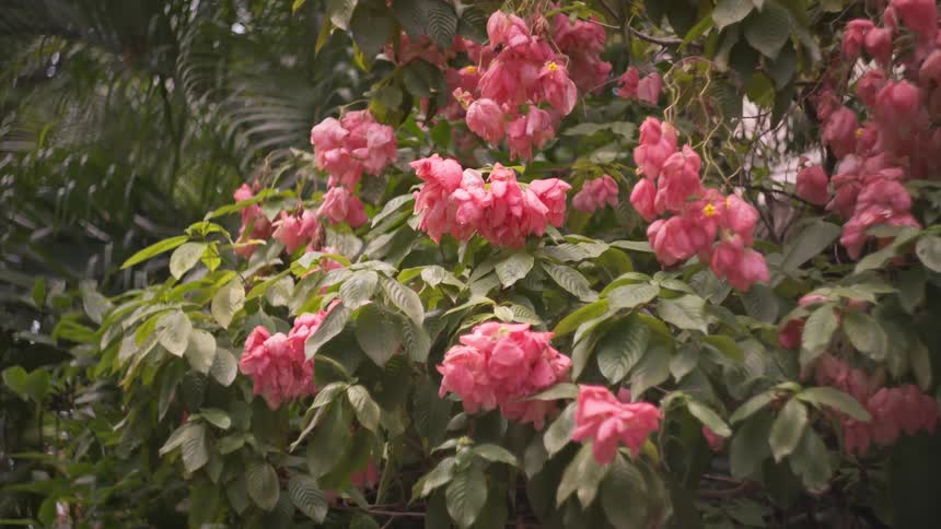 Branches filled with pink flowers among green foliage