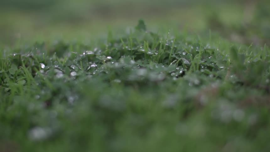 Some green grass with drops of water on it