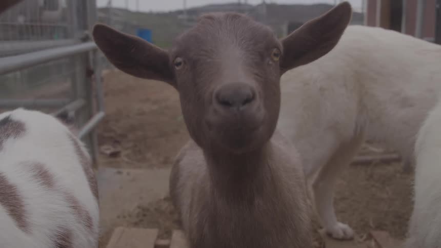 Several goats stand in a corral