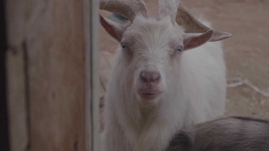 Funny goat moving its lips in a comical way