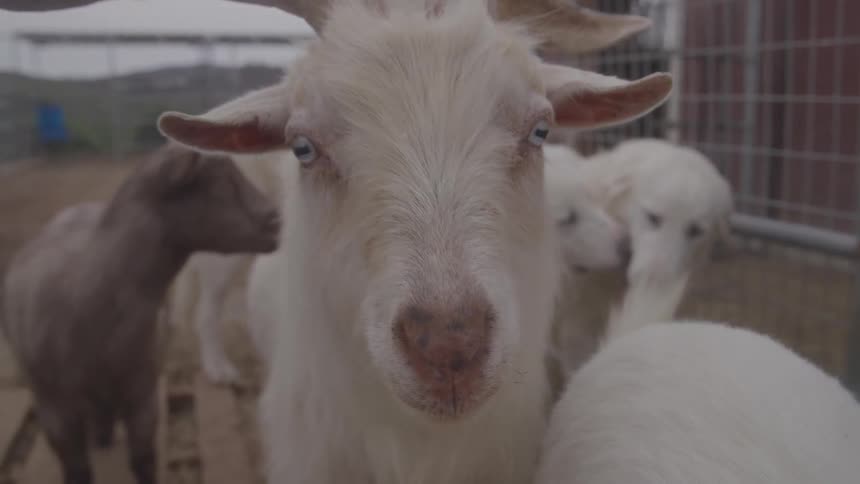 Some goats and dogs