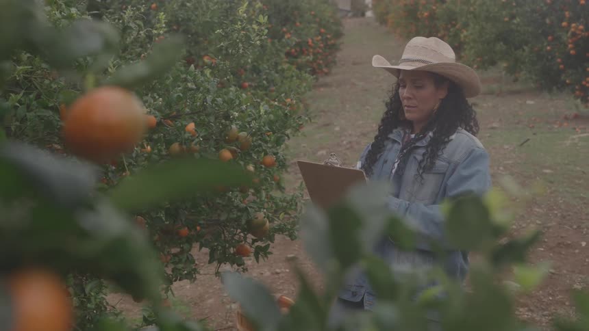 Female taking notes of orange trees in an orchard