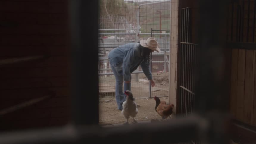 Female farmer feeding chickens in a barn at a farm