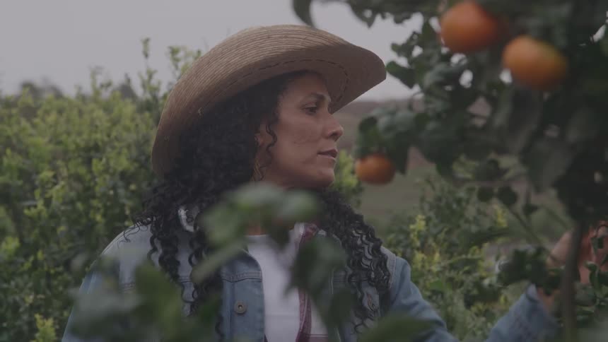 A woman picks fruit from a tree