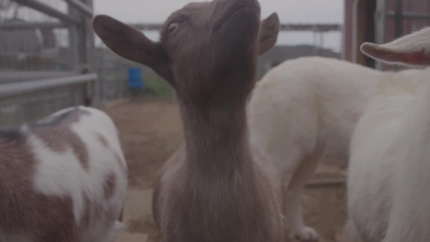 The goats are standing together on the farm