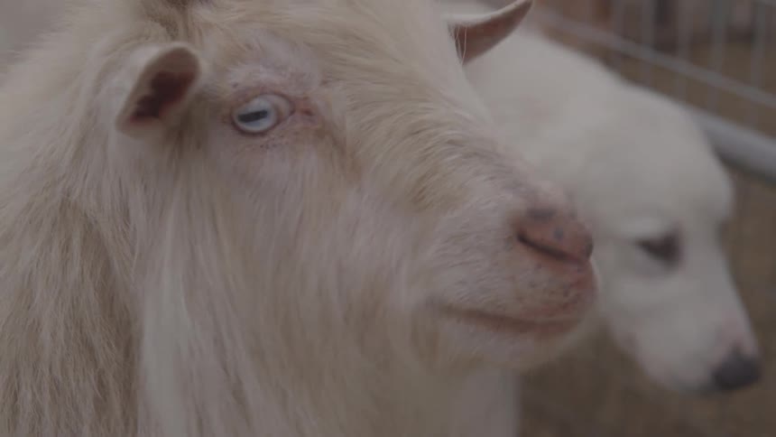 A goat and a dog outside