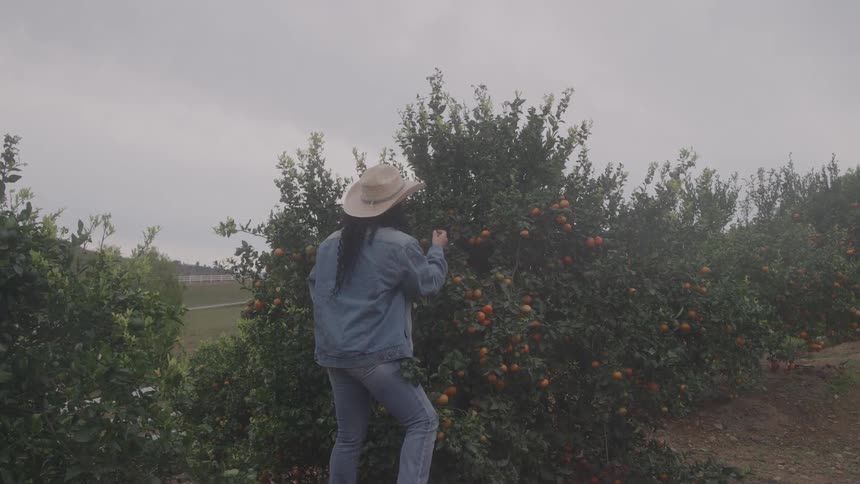 Woman with a hat picking fruits in an orchard