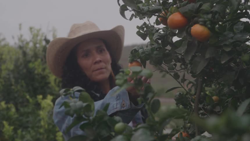 A woman inspects her crops
