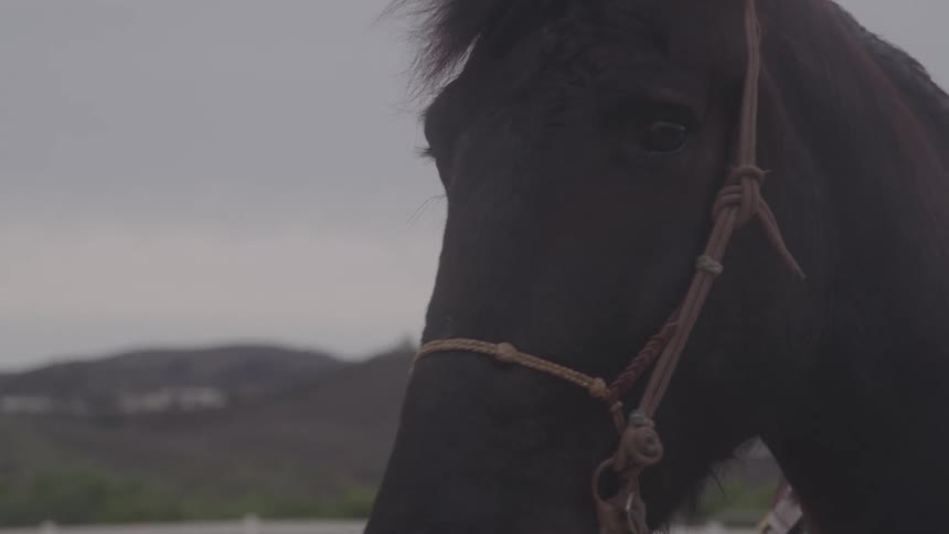 Dark horse head with rope halter in focus against cloudy sky and mountainous landscape in the background