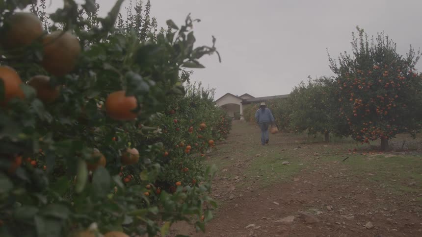 A woman walking out of the camera carrying a basket and a lot of fruit trees on a ranch with a cloudy sky