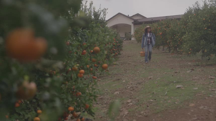 A person walks along a path between rows of trees while carrying a basket